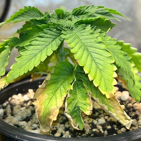 Grape Pie growlog timeline photo
