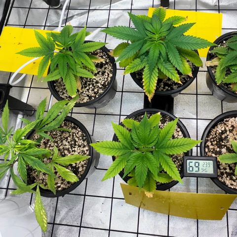 Mimosa Evo growlog timeline photo
