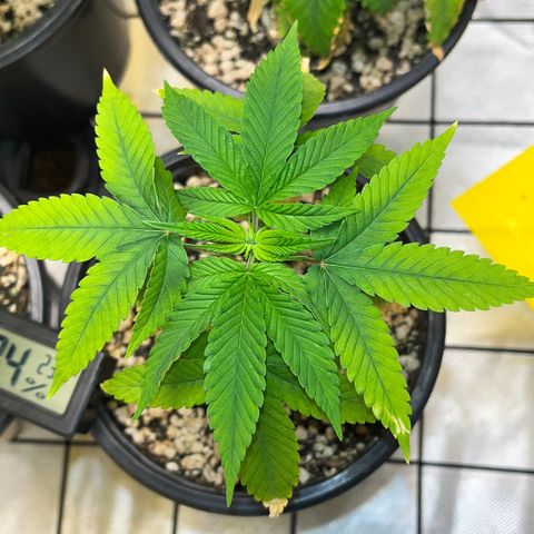 Zombie Bride growlog timeline photo