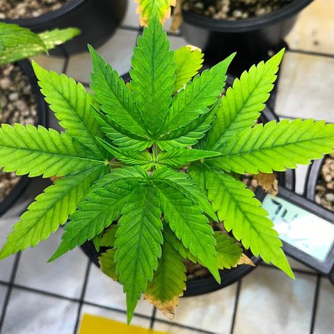 Sherbet growlog timeline photo