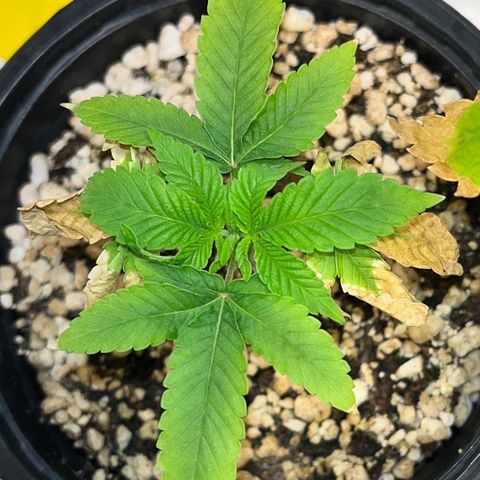 Wonder Pie growlog timeline photo