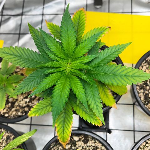 Mimosa Evo growlog timeline photo