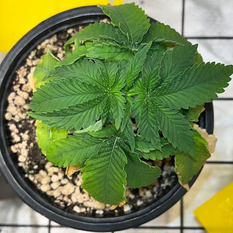Grape Pie growlog timeline photo