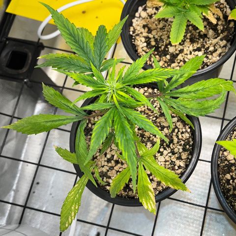 Auto Dentista growlog timeline photo