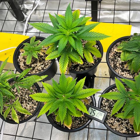 Mimosa Evo growlog timeline photo
