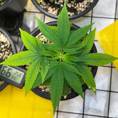 Zombie Bride growlog timeline photo