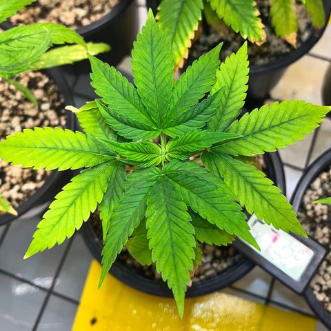 Sherbet growlog timeline photo