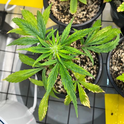 Auto Dentista growlog timeline photo