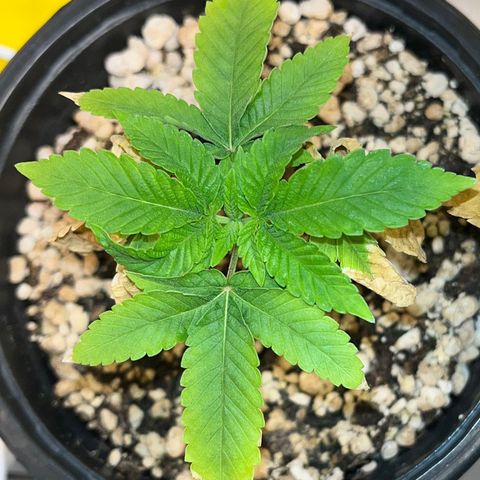 Wonder Pie growlog timeline photo