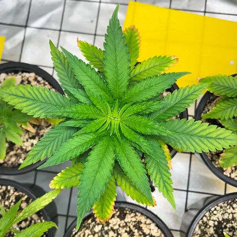 Mimosa Evo growlog timeline photo