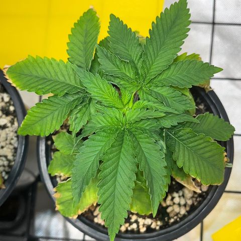 Grape Pie growlog timeline photo