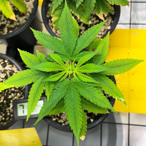 Zombie Bride growlog timeline photo