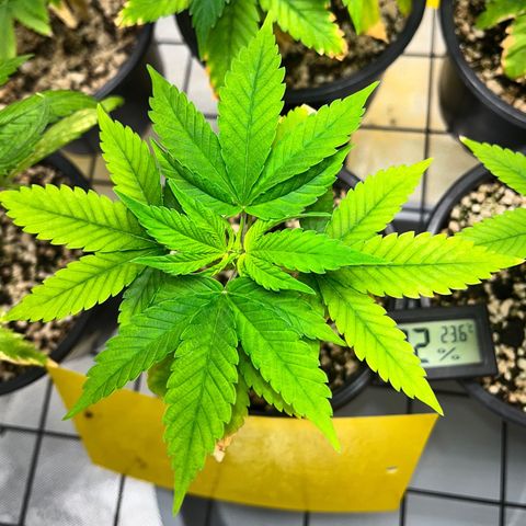 Sherbet growlog timeline photo