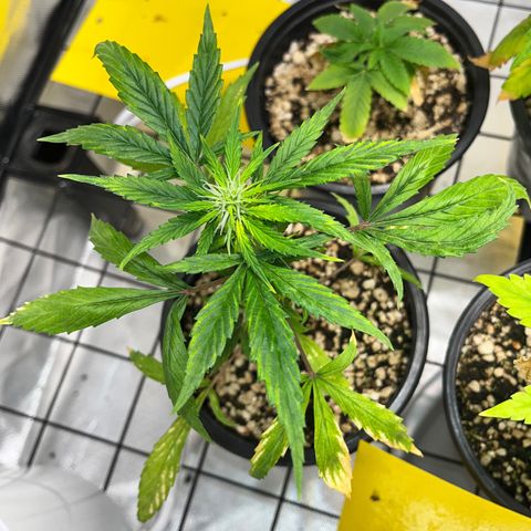 Auto Dentista growlog timeline photo