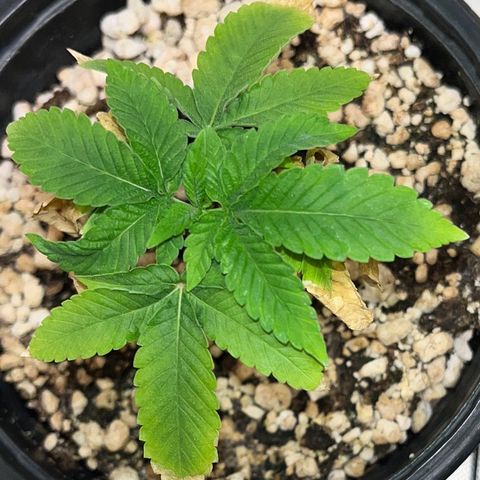 Wonder Pie growlog timeline photo