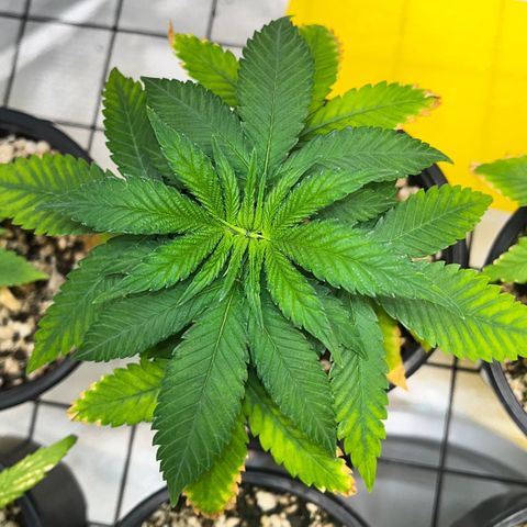 Mimosa Evo growlog timeline photo