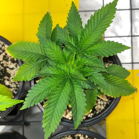 Grape Pie growlog timeline photo