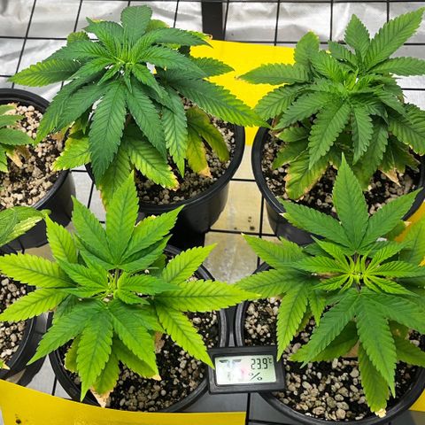 Mimosa Evo growlog timeline photo