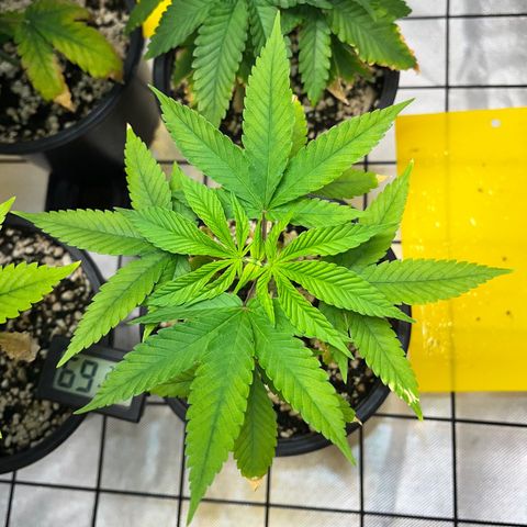 Zombie Bride growlog timeline photo