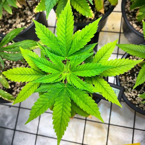 Sherbet growlog timeline photo