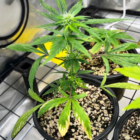 Auto Dentista growlog timeline photo