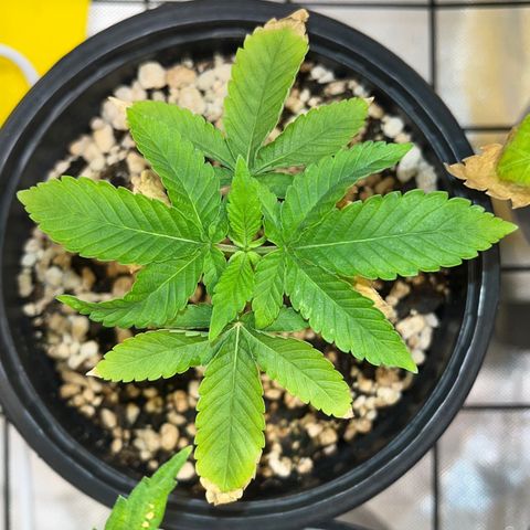 Wonder Pie growlog timeline photo