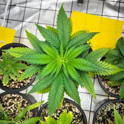 Mimosa Evo growlog timeline photo