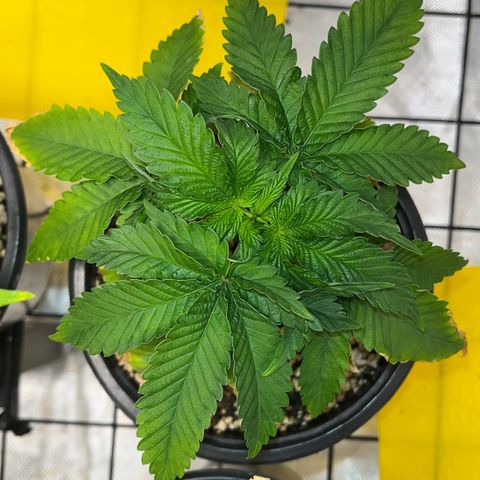 Grape Pie growlog timeline photo
