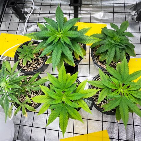 Mimosa Evo growlog timeline photo
