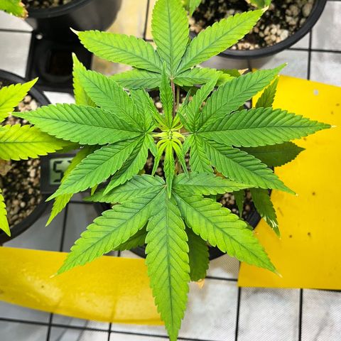 Zombie Bride growlog timeline photo