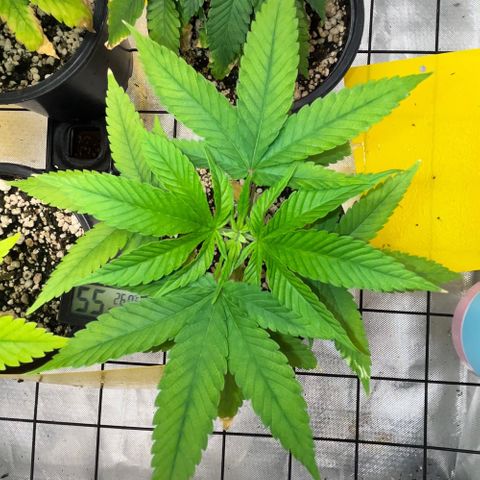 Zombie Bride growlog timeline photo