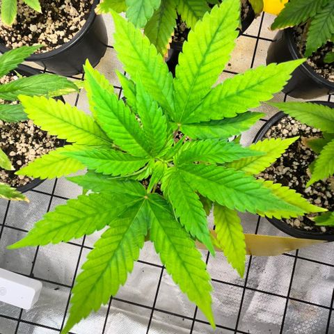 Sherbet growlog timeline photo