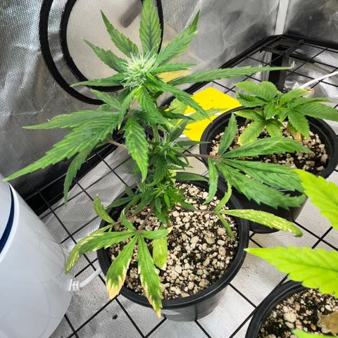Auto Dentista growlog timeline photo