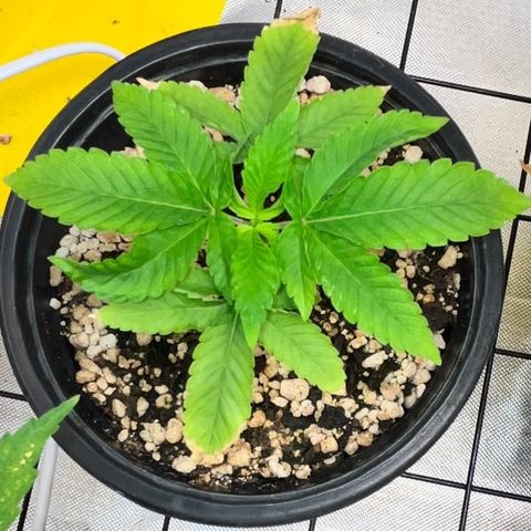 Wonder Pie growlog timeline photo