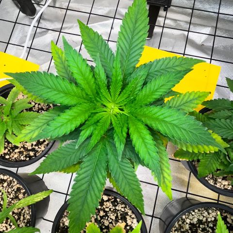 Mimosa Evo growlog timeline photo
