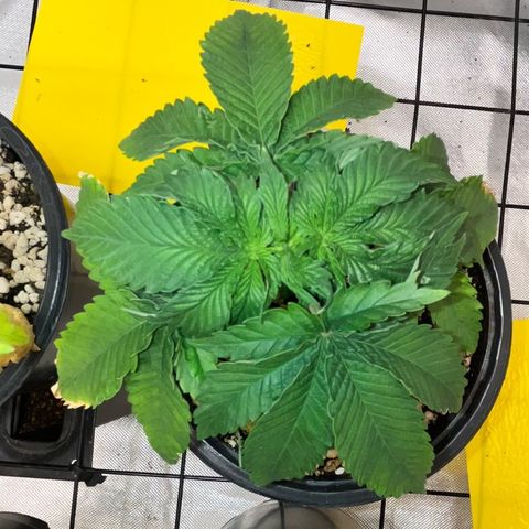 Grape Pie growlog timeline photo