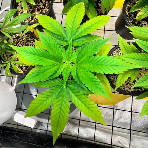 Sherbet growlog timeline photo