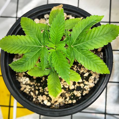 Wonder Pie growlog timeline photo