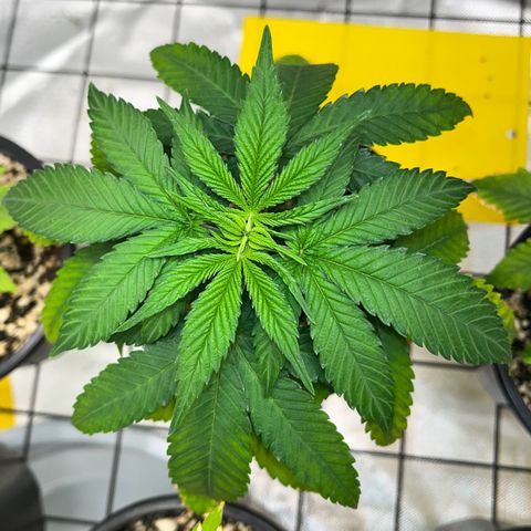 Mimosa Evo growlog timeline photo