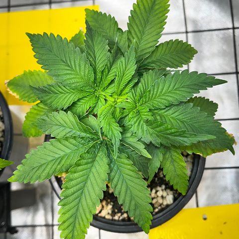 Grape Pie growlog timeline photo