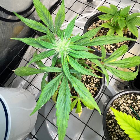 Auto Dentista growlog timeline photo