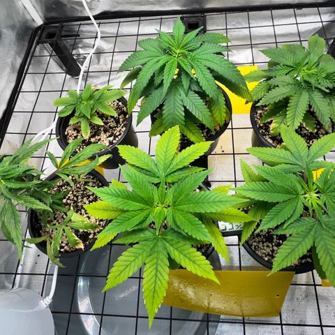 Mimosa Evo growlog timeline photo