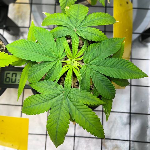 Zombie Bride growlog timeline photo