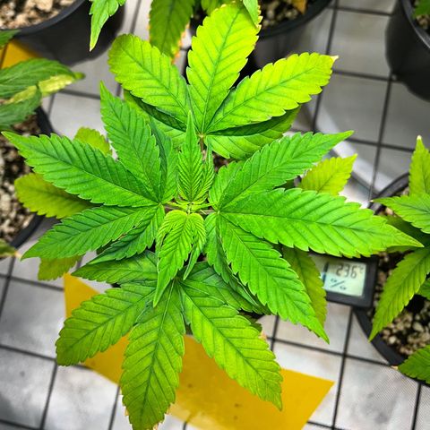 Sherbet growlog timeline photo