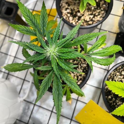 Auto Dentista growlog timeline photo