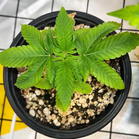 Wonder Pie growlog timeline photo
