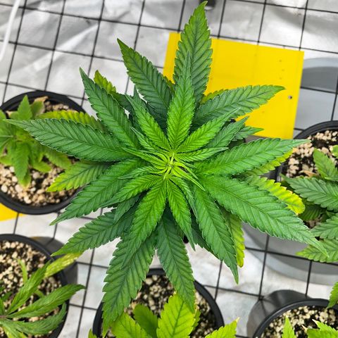 Mimosa Evo growlog timeline photo