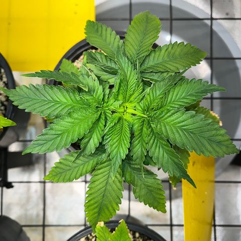 Grape Pie growlog timeline photo
