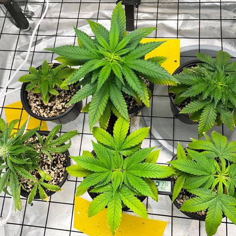 Mimosa Evo growlog timeline photo