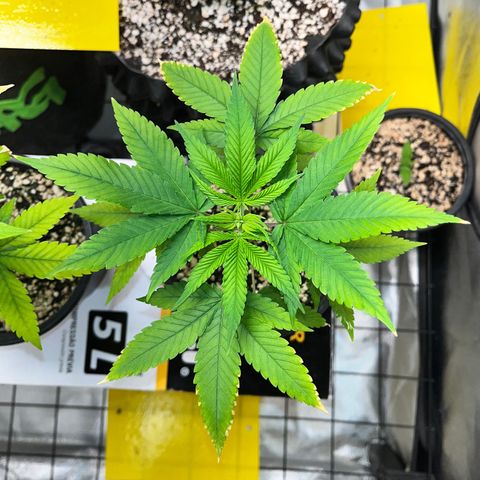 Zombie Bride growlog timeline photo